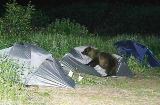 Acid Picdump (109 pics)