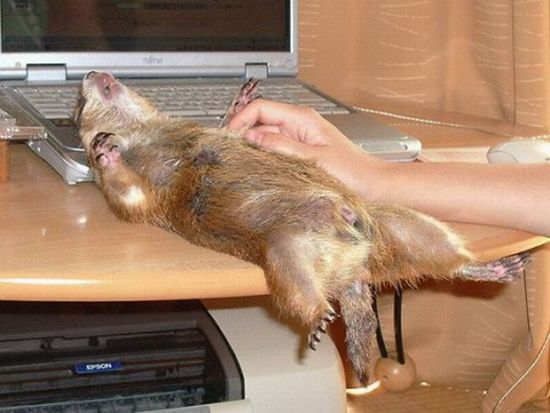 Acid Picdump (109 pics)