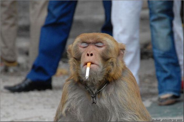 Acid Picdump (109 pics)