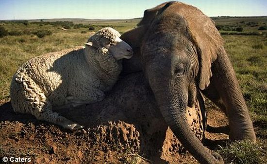 Unlikely Animal Friendships (50 pics)