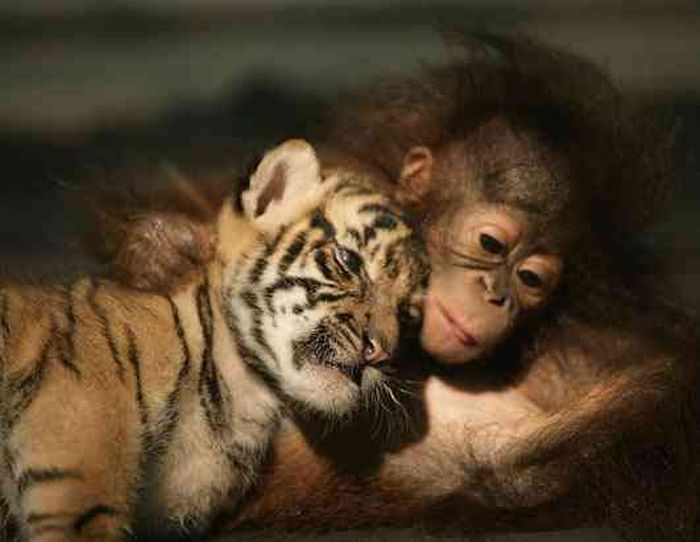 Unlikely Animal Friendships (50 pics)