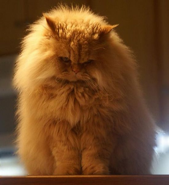 Acid Picdump (167 pics)