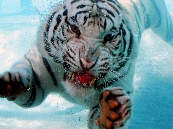 Acid Picdump (167 pics)