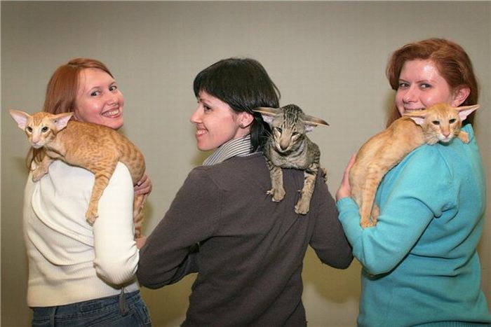 Acid Picdump (167 pics)