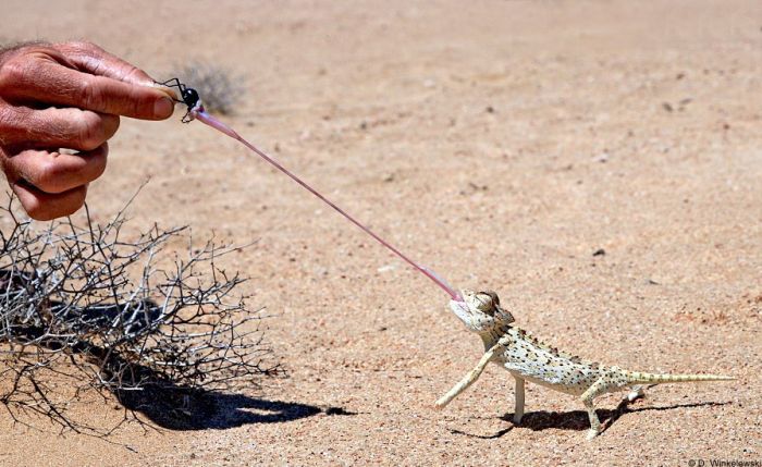 Acid Picdump (167 pics)