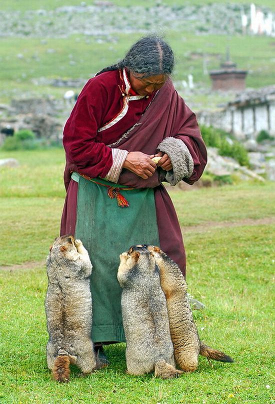 Feeding Groundhogs in Tibet (6 pics)