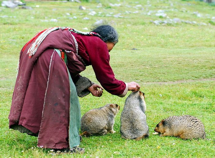 Feeding Groundhogs in Tibet (6 pics)