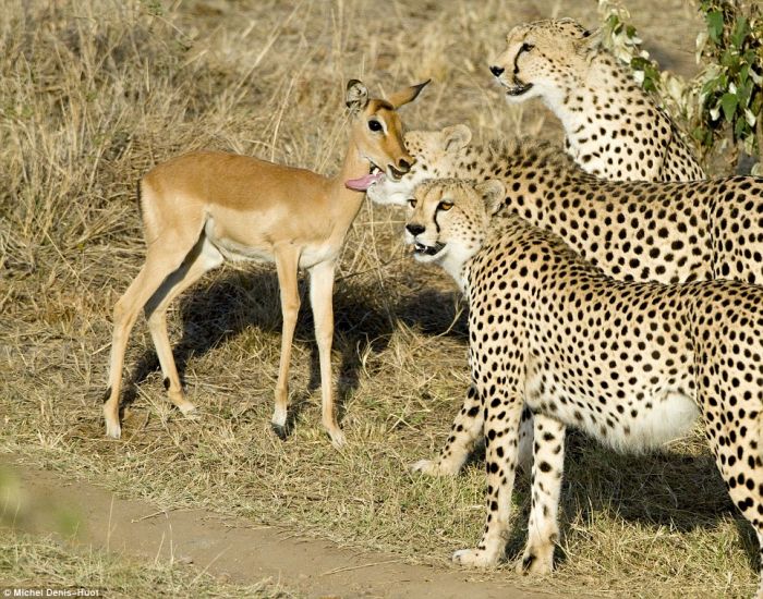Rare Shots. Cheetahs Letting Tiny Antelope Go (4 pics)