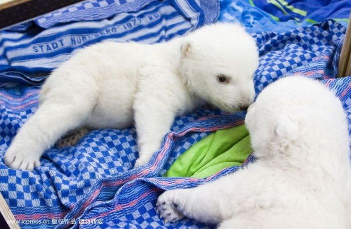 A Polar Bear Cub (8 pics)