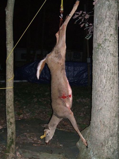 Don't Leave Dead Deer Alone in the Woods (7 pics)