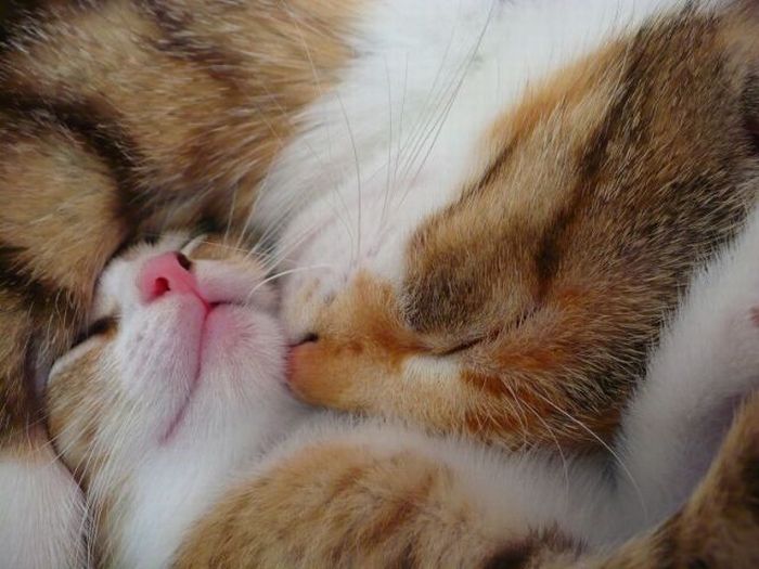 The Ultimate Cats Pics Collection (142 pics)