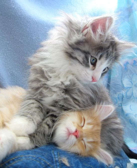 The Ultimate Cats Pics Collection (142 pics)