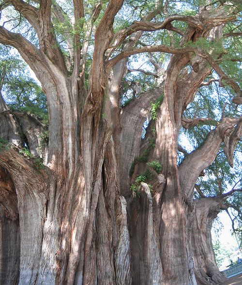 Strangest Trees on Earth (17 pics)