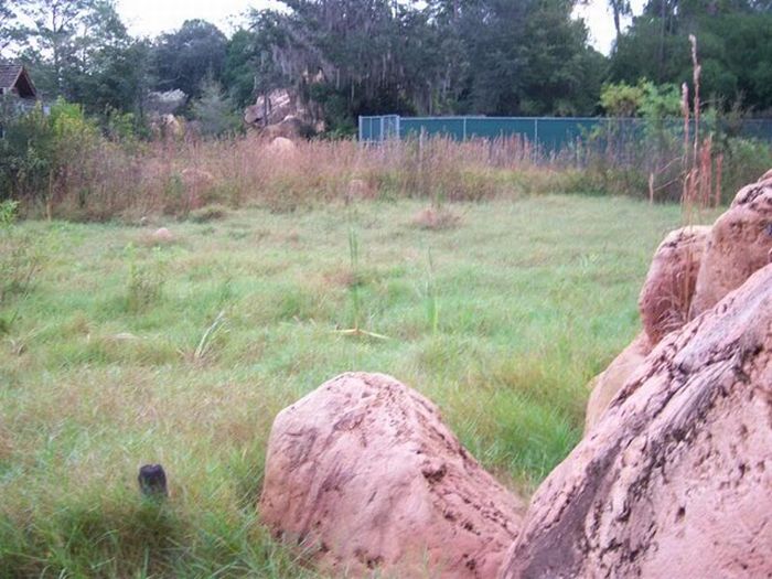 Abandoned water park at Walt Disney World (56 pics)