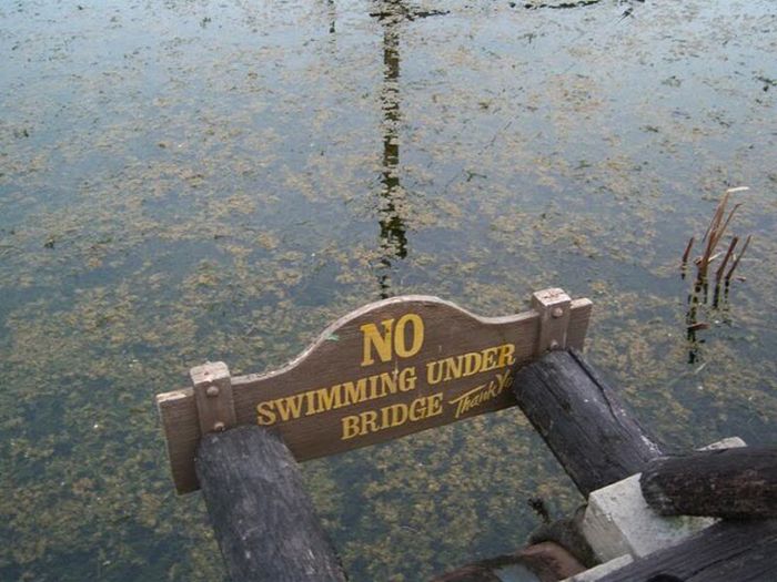 Abandoned water park at Walt Disney World (56 pics)