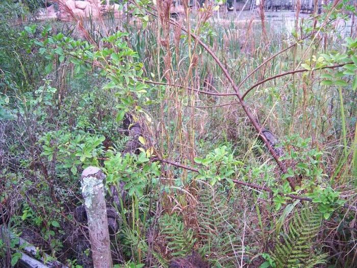 Abandoned water park at Walt Disney World (56 pics)