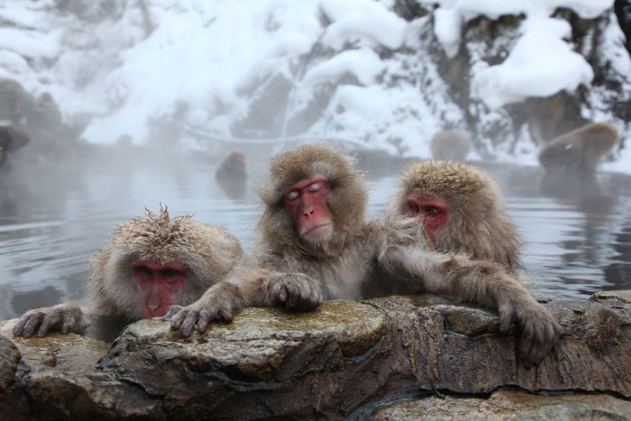 Monkey Park in Japan (19 pics)