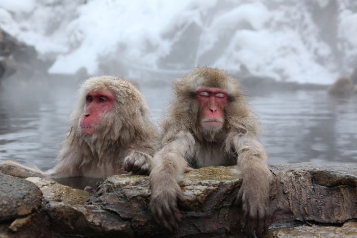 Monkey Park in Japan (19 pics)