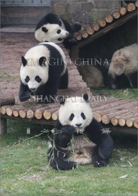 Pandas (54 pics)