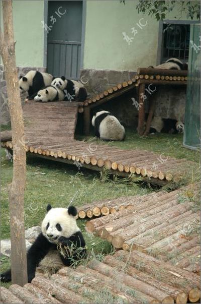 Pandas (54 pics)