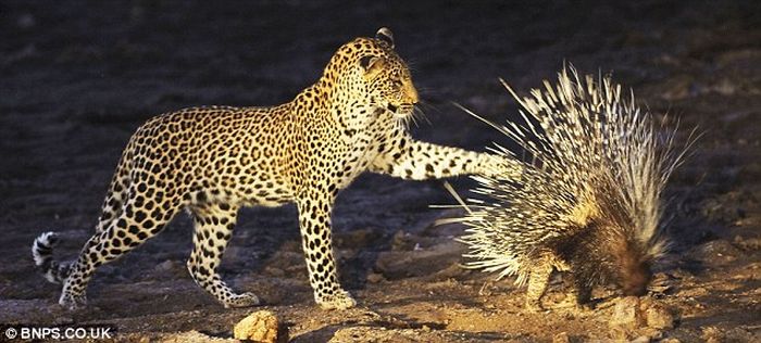Young Leopard Tries to Eat a Porcupine (4 pics)