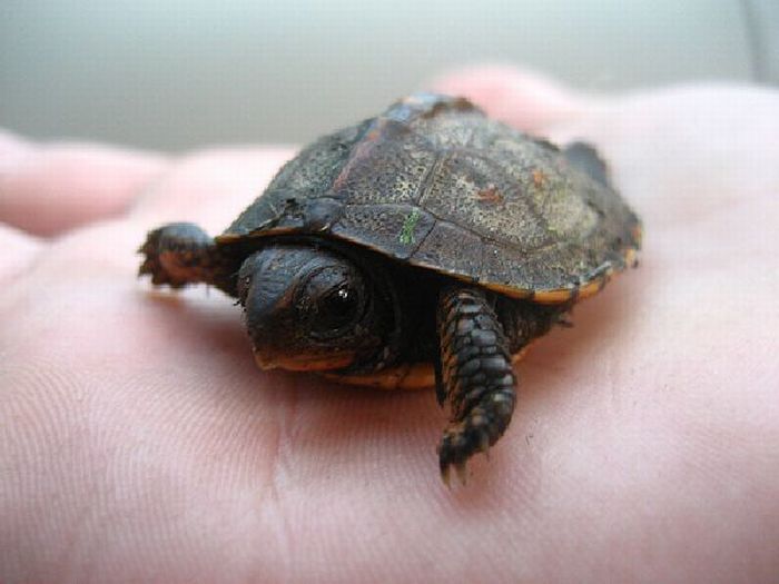 The Life of Tiny Turtles (12 pics)