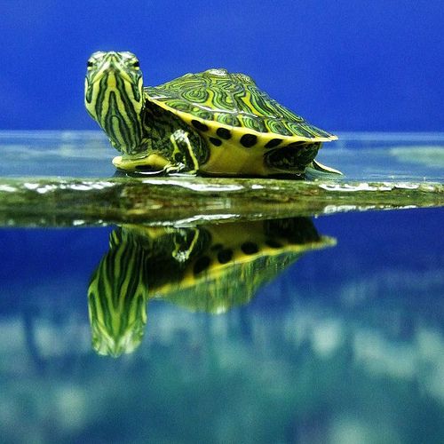 The Life of Tiny Turtles (12 pics)