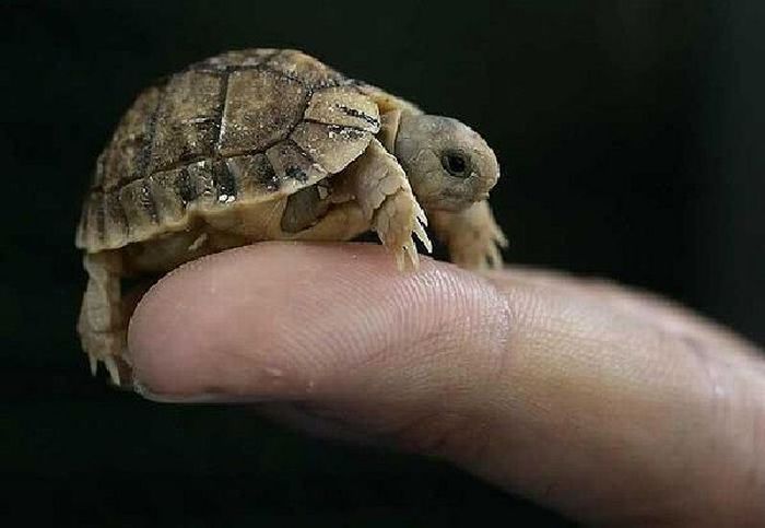 The Life of Tiny Turtles (12 pics)
