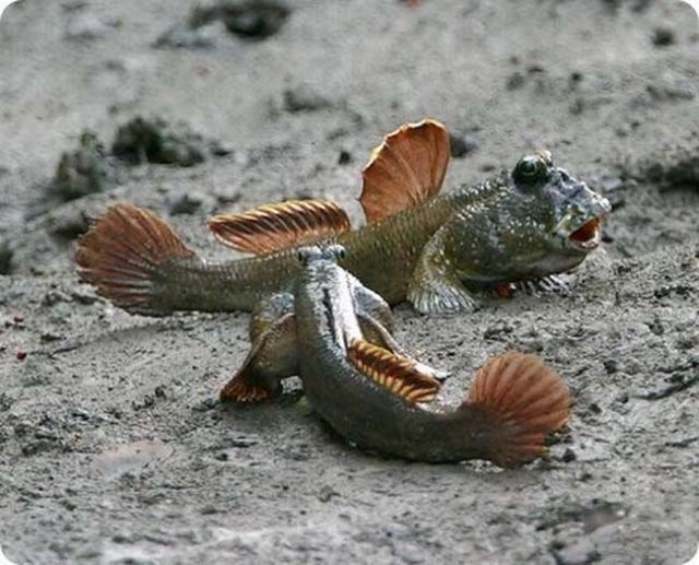Acid Picdump (151 pics)