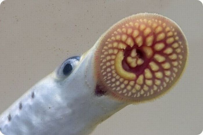 Acid Picdump (151 pics)