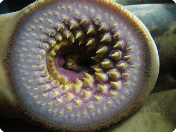 Acid Picdump (151 pics)