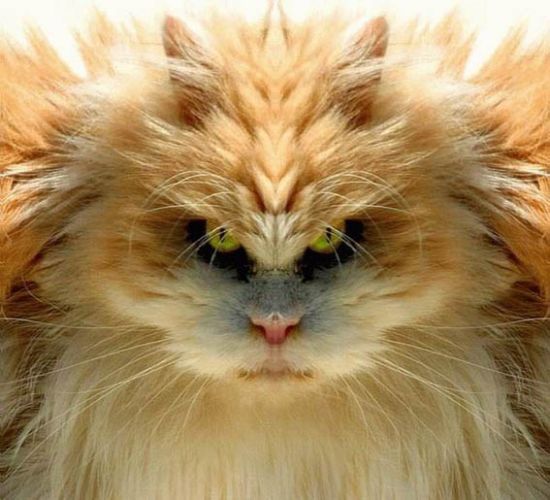 Acid Picdump (151 pics)