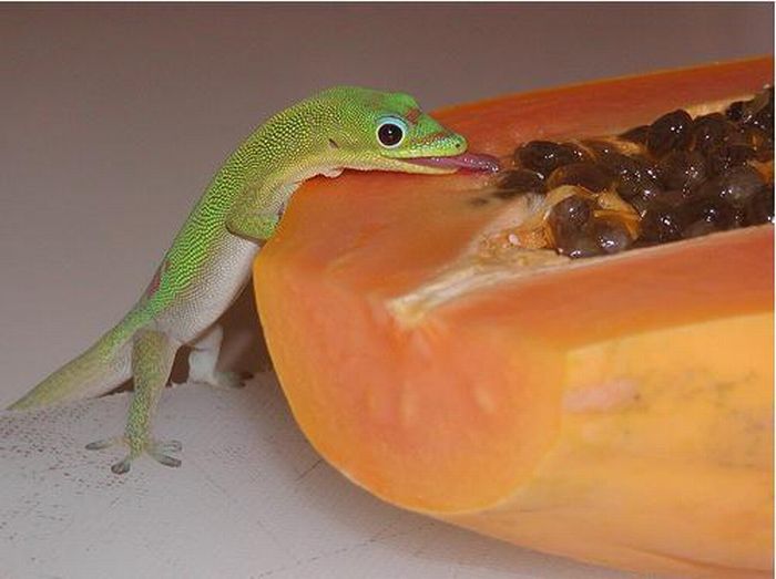 Acid Picdump (151 pics)