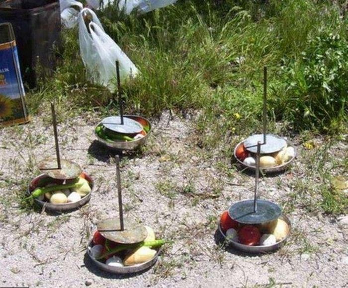 How to Cook a Chicken in Unusual Way (15 pics)
