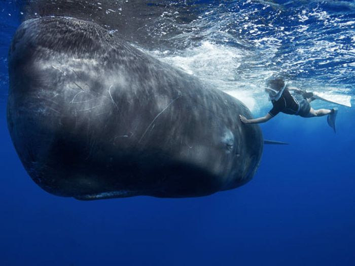 Swimming with Whales (13 pics)