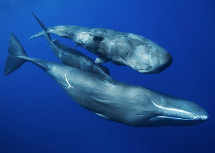 Swimming with Whales (13 pics)