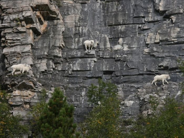 Crazy Goats (29 pics)
