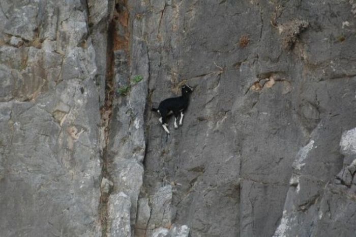 Crazy Goats (29 pics)