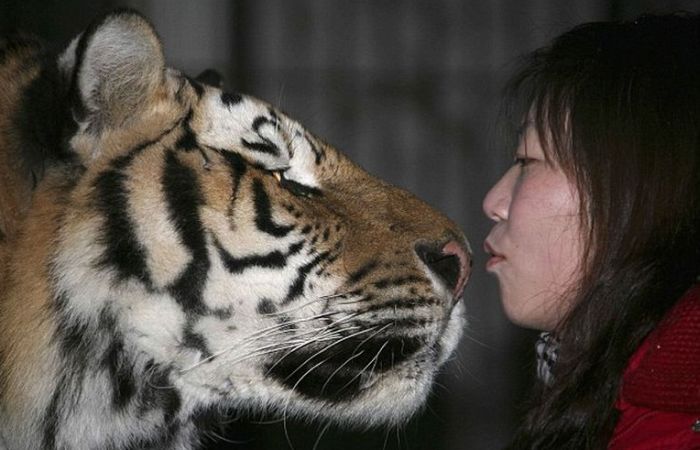 Biting a tigers's nose (3 pics)