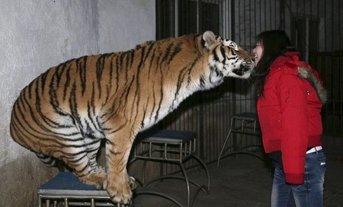 Biting a tigers's nose (3 pics)