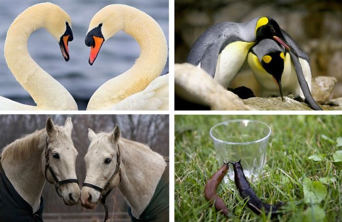 This is Love (18 pics)
