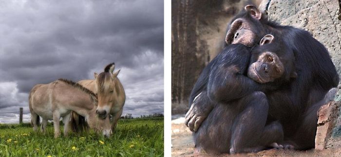 This is Love (18 pics)
