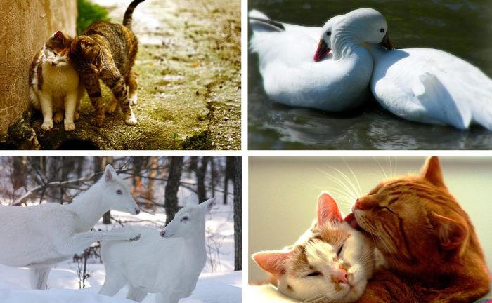 This is Love (18 pics)
