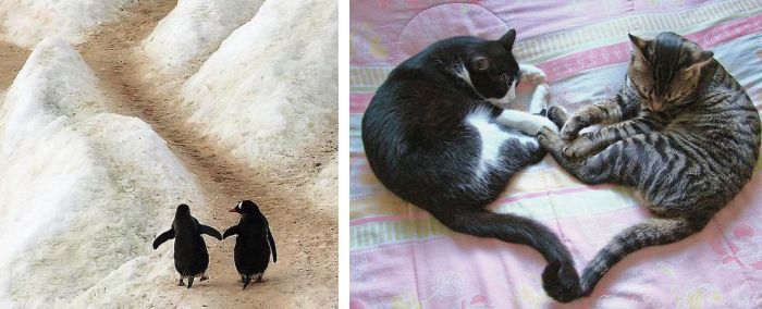 This is Love (18 pics)