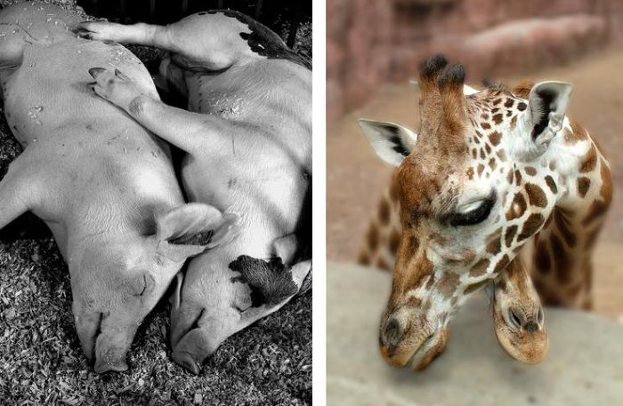 This is Love (18 pics)