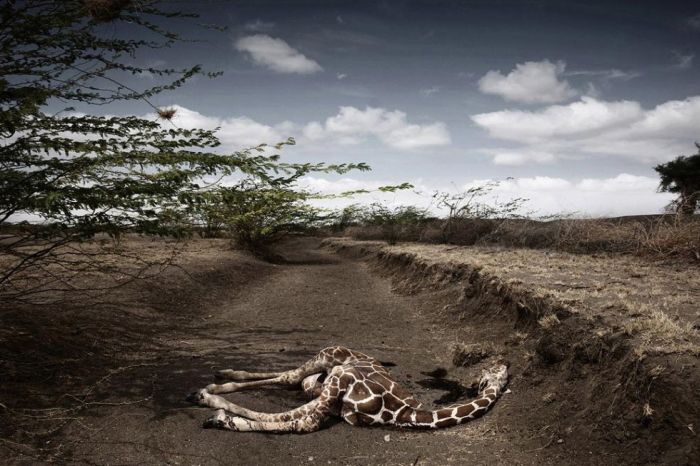 The Winners of World Press Photo 2009 (24 pics)