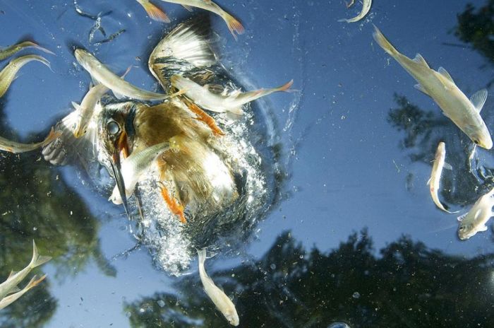 The Winners of World Press Photo 2009 (24 pics)