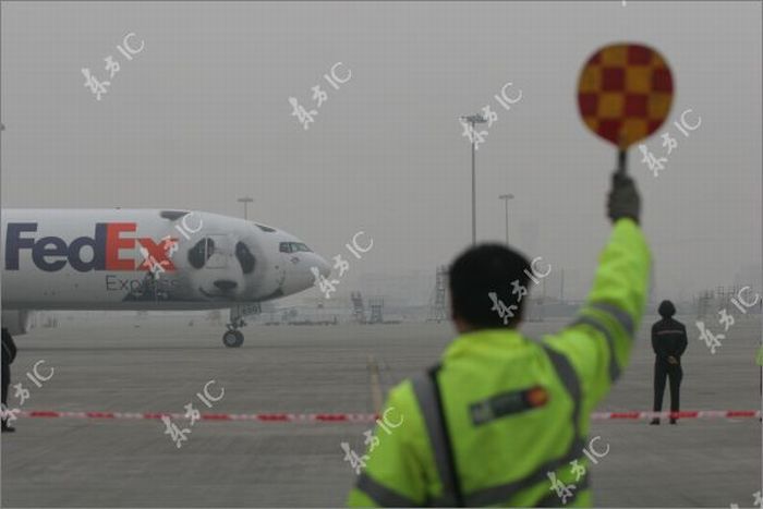 Giant Pandas and Their Own Airplane (30 pics)