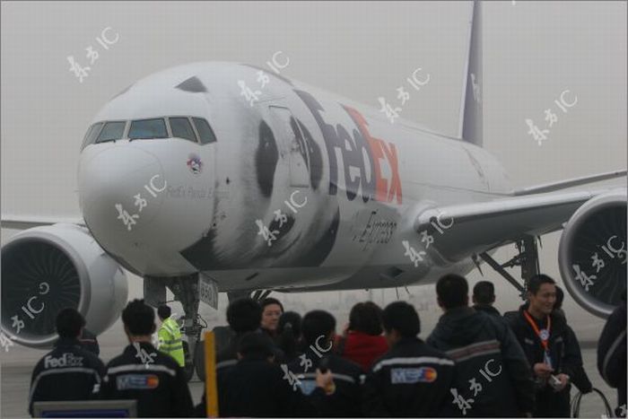Giant Pandas and Their Own Airplane (30 pics)