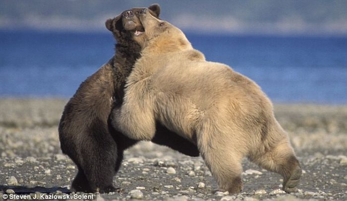 Grizzly Bear Fight (7 pics)